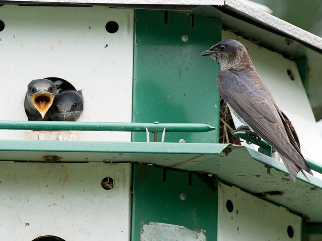 Purple Martins