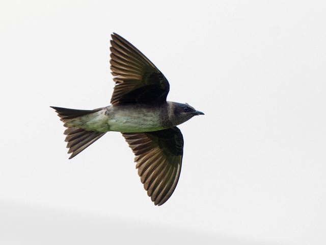 Purple Martins