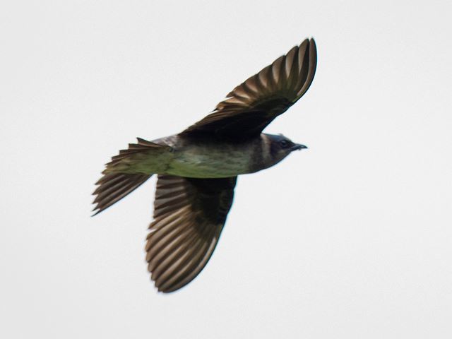Purple Martins