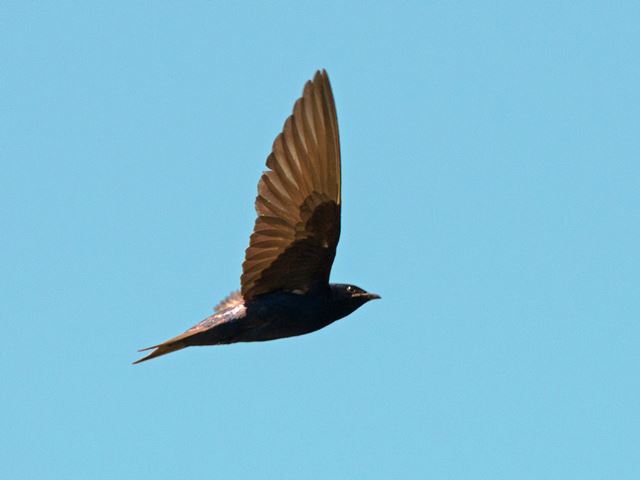 Purple Martins