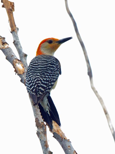 Red-bellied Woodpecker