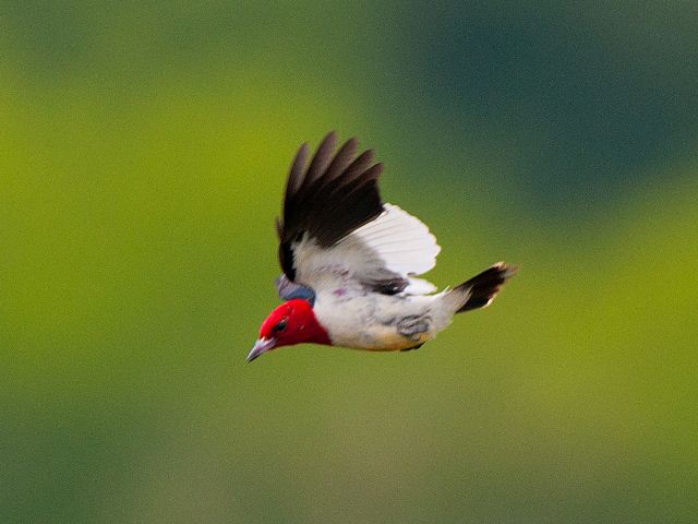 Red-headed Woodpecker