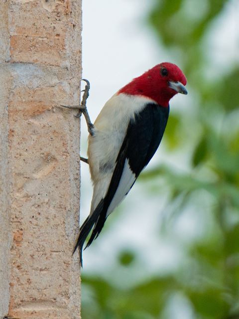 Red-headed Woodpecker