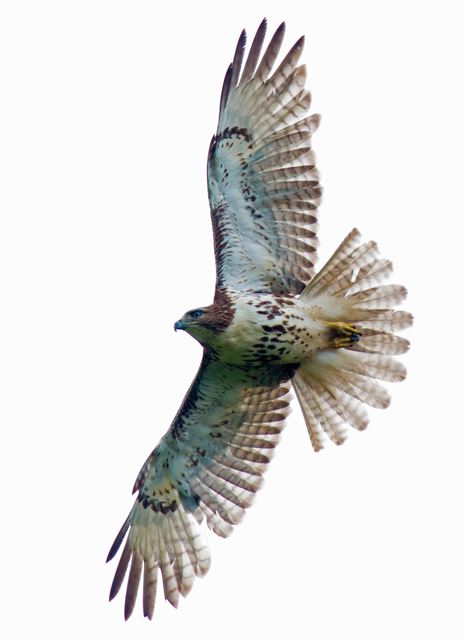 Red-tailed Hawk