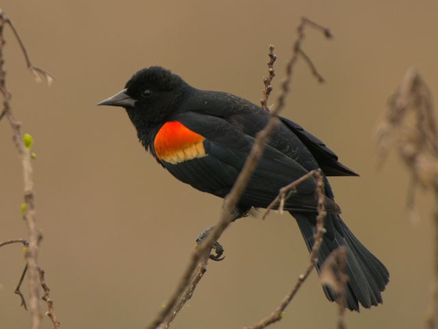 Red-winged Blackbird