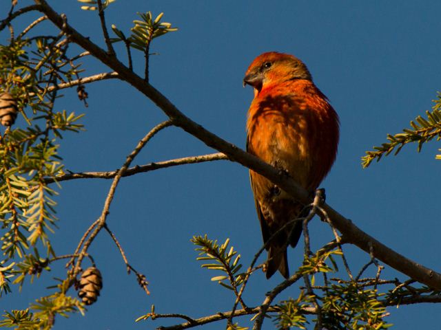 Red Crossbills