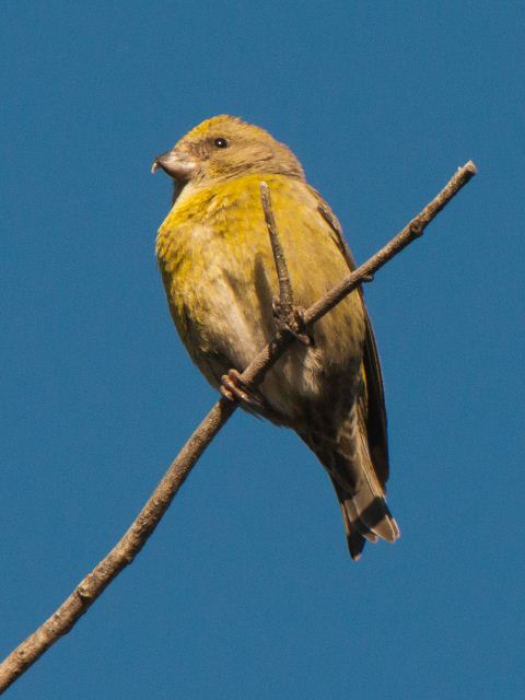 Red Crossbills