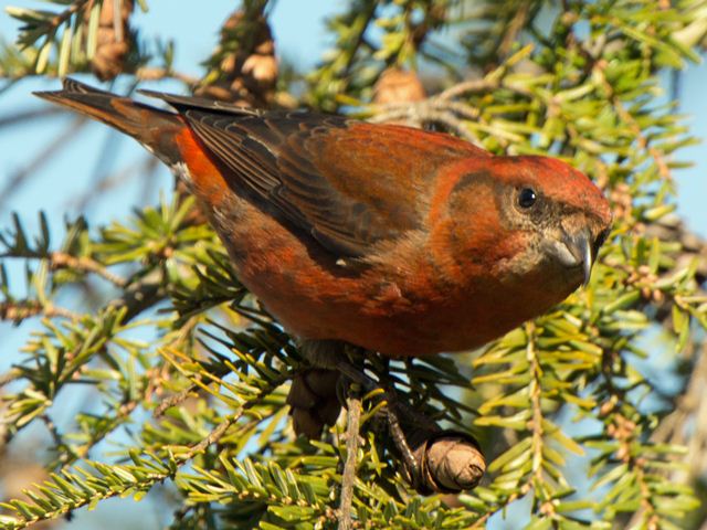 Red Crossbills