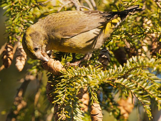 Red Crossbills