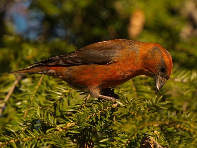 Red Crossbills