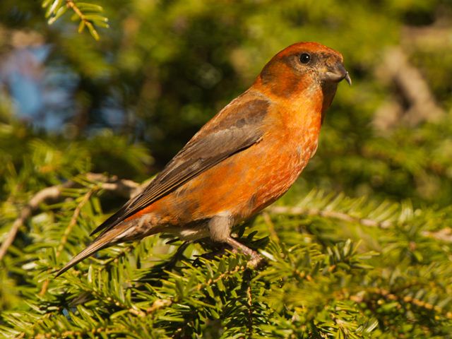 Red Crossbills