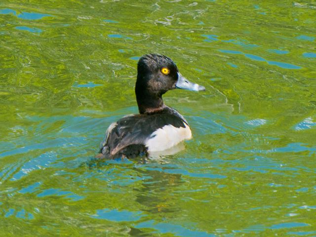 Ring-necked Duck