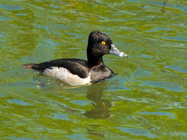 Ring-necked Duck