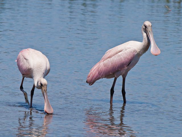 Roseate Spoonbills