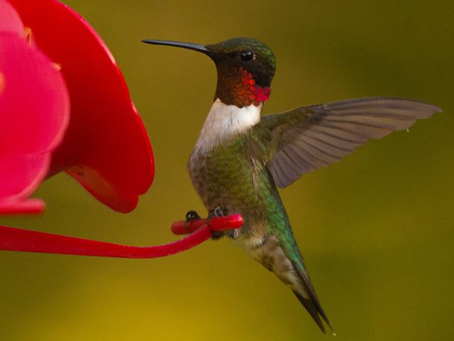 Ruby-throated Hummingbird