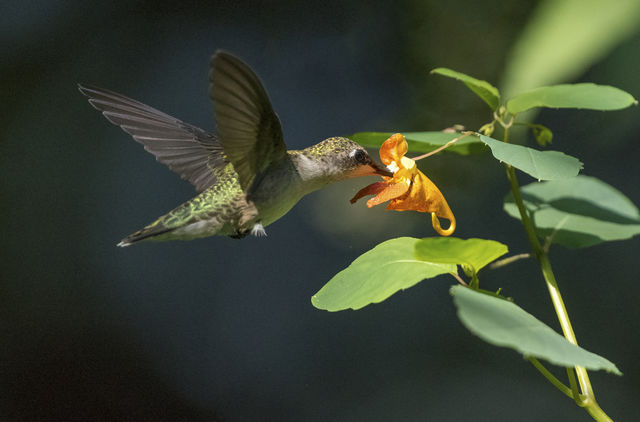 Ruby-throated Hummingbird