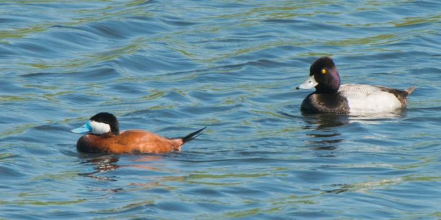 Ruddy Duck and Lesser Scaup