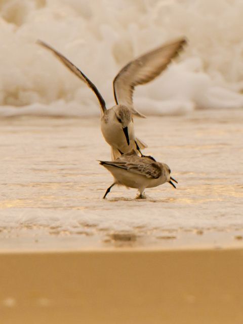 Sanderlings
