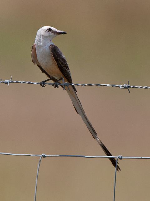 Scissor-tailed Flycatcher(s)