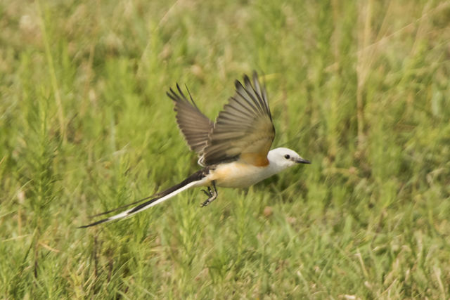 Scissor-tailed Flycatcher