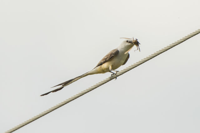 Scissor-tailed Flycatcher