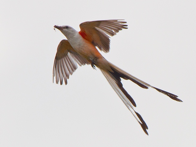 Scissor-tailed Flycatcher(s)