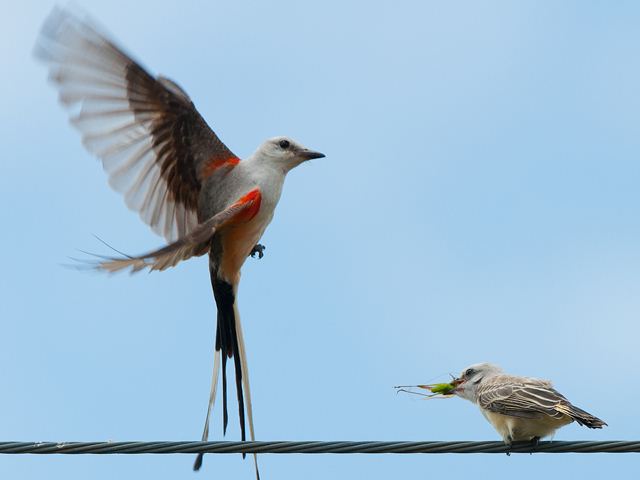 Scissor-tailed Flycatcher(s)