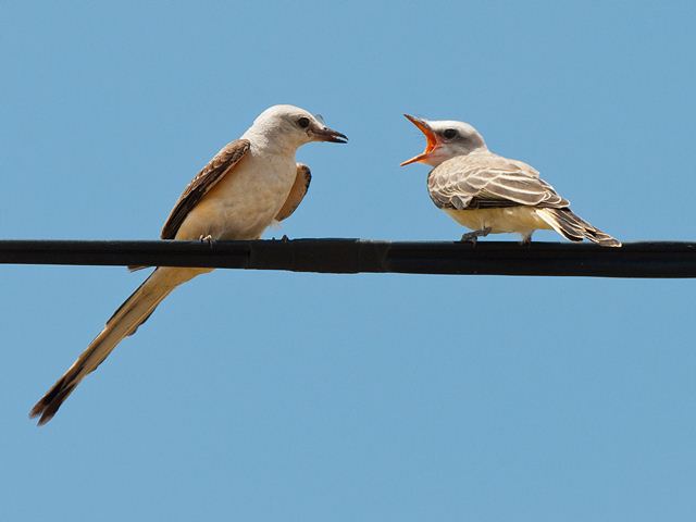 Scissor-tailed Flycatcher(s)