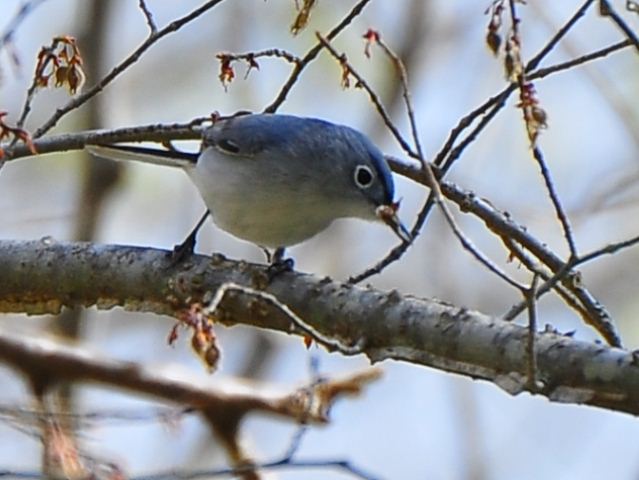 Blue-gray Gnatcatcher