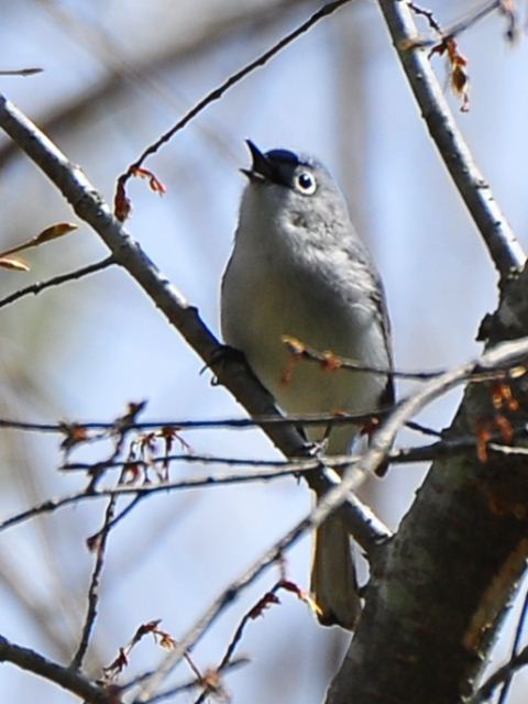 Blue-gray Gnatcatcher