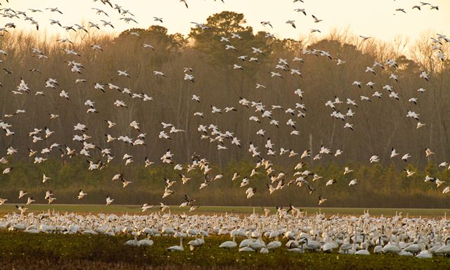 Snow Geese