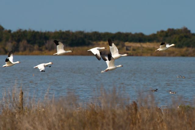 Snow Geese