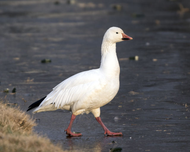 Snow Goose
