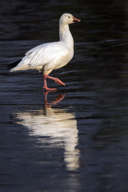 Snow Goose