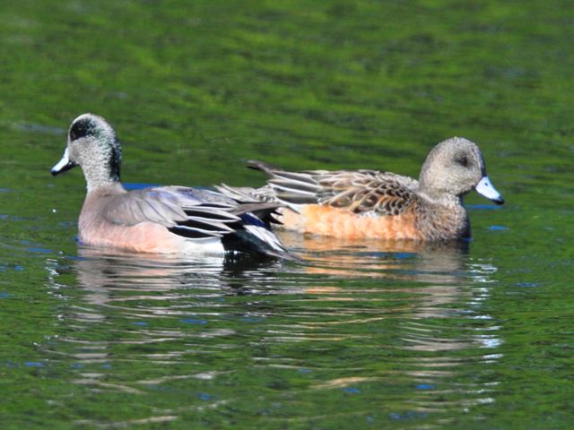 American Wigeons