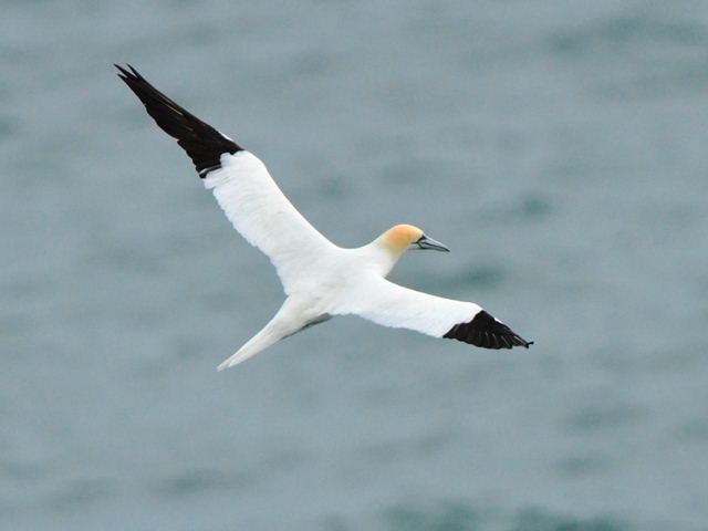 Northern Gannets