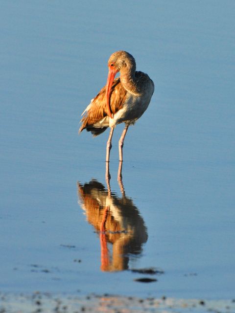 White Ibis
