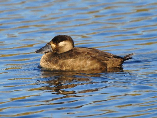 Surf Scoter