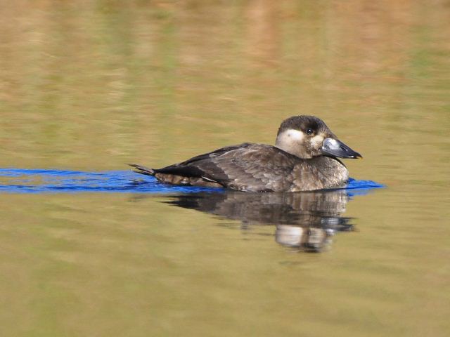 Surf Scoter