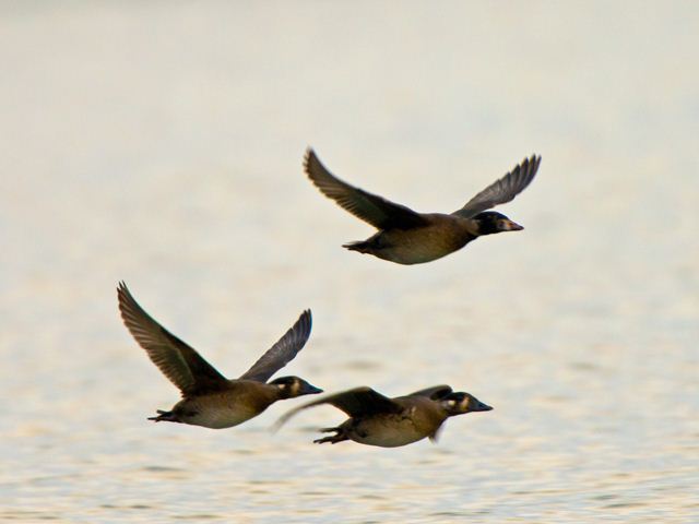 Surf Scoters