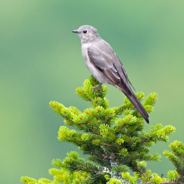Townsend's Solitaire