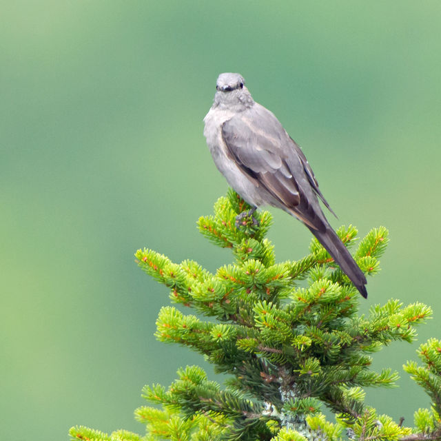 Townsend's Solitaire