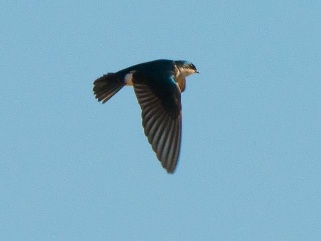 Tree Swallows