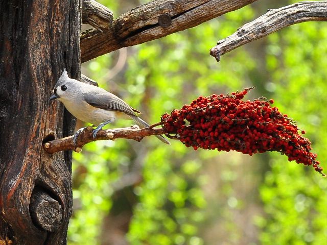 Tufted Titmouse