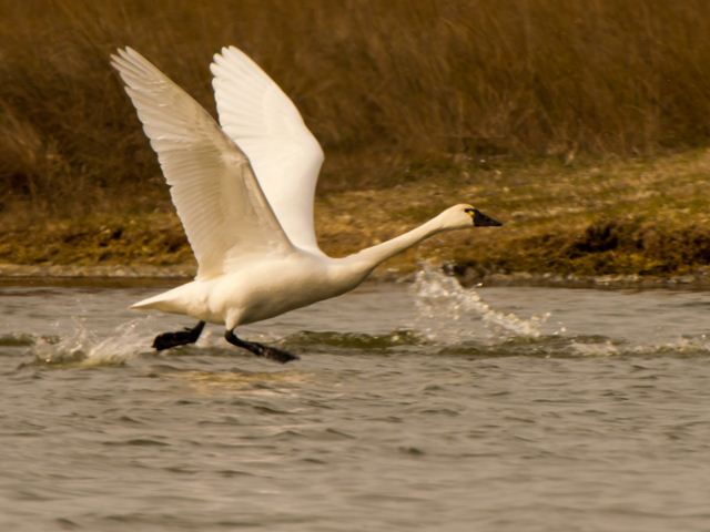 Tundra Swans