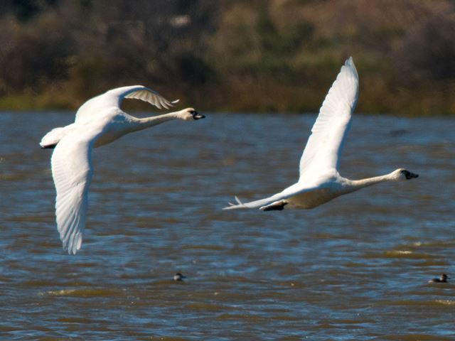 Tundra Swans