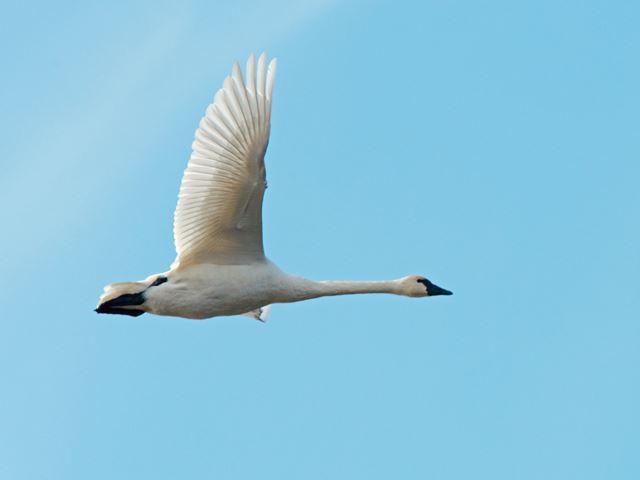 Tundra Swans