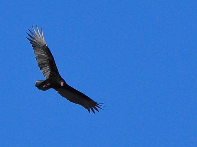 Turkey Vulture