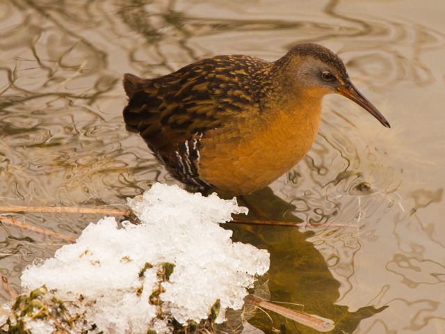 Virginia Rail