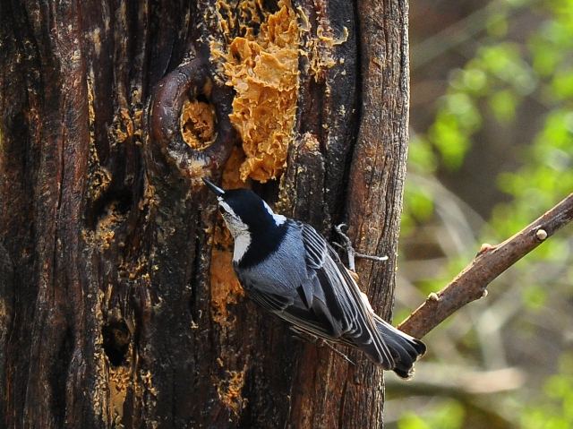 White-breasted Nuthatch